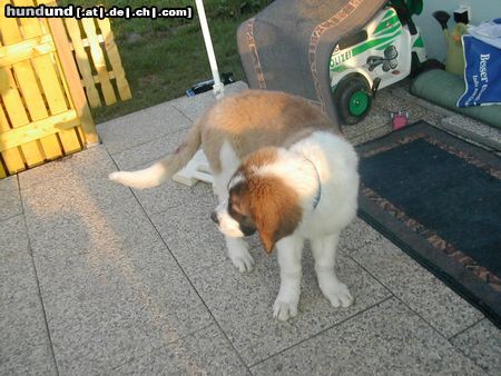 Bernhardiner Hunde Foto 14898 in höherer Auflösung ansehen Bernhardiner nero mit 12 wochen