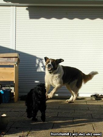 Bernhardiner nero und lafe in action