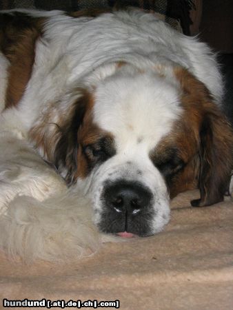 Bernhardiner Hunde Foto 20068 in höherer Auflösung ansehen Bernhardiner Jule, 3 J., bei ihrer Lieblingsbeschäftigung