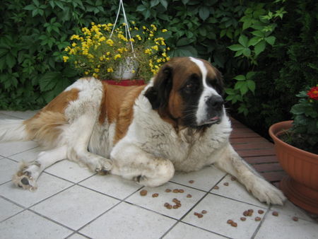 Bernhardiner gemütliche Betty