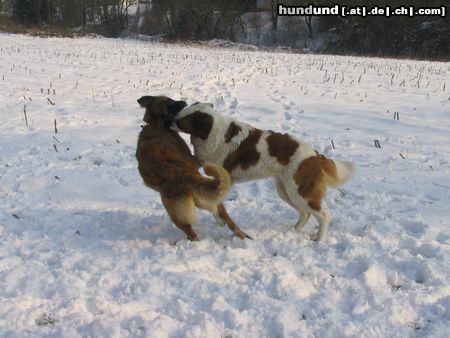 Bernhardiner Jule, 3 J., beim Toben mit Freundin