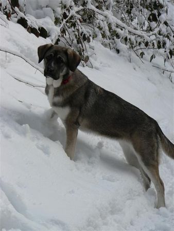 Bernhardiner Hunde Foto 37626 in höherer Auflösung ansehen Bernhardiner Wo bleibt denn die Lawine?