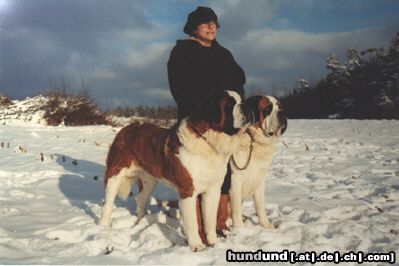 Bernhardiner Hunde Foto 10613 Bernhardiner 2 Champs