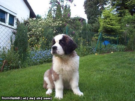 Bernhardiner Hunde Foto 14455 Bernhardiner Nora im zarten Alter von 10 Wochen