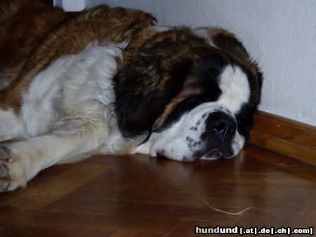 Bernhardiner Hunde Foto 17741 in höherer Auflösung ansehen Bernhardiner Da ist jemand müde! (Purgl 2 Jahre)