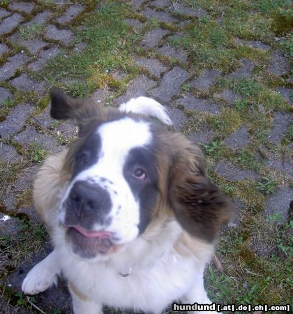 Bernhardiner Hunde Foto 4003 Bernhardiner Walburga (Purgl) aus Neuhaus/Tr.