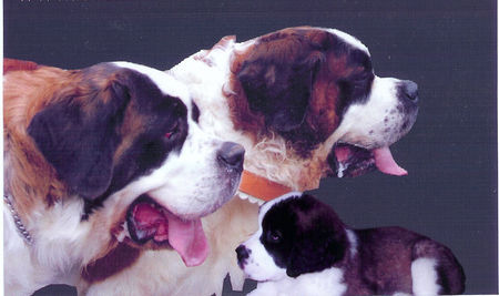 Bernhardiner Hunde Foto 37051 in höherer Auflösung ansehen Bernhardiner Bernhardinerzucht vom Zäzibach