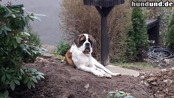 Bernhardiner Bernhard vom Goldachtal 1 Jahr alt