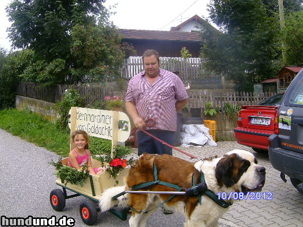 Bernhardiner Hunde Foto 47163 Bernhardiner Wir machen mit beim Volksfest Einzug in Schrobenhausen.