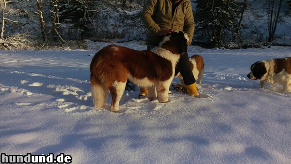 Bernhardiner Balu im schnee