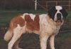 Bernhardiner Hund