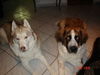 Bernhardiner Foto: das ist Mausi und ihr bester freund Yukon (ID 28335) Bernhardiner Hund