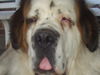 Bernhardiner Foto: Lea's Tochter : Leonie (ID 32665) Bernhardiner Hund