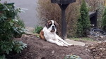 Bernhardiner Foto: Bernhard vom Goldachtal 1 Jahr alt (ID 47172) Bernhardiner Hund