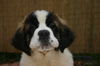 Bernhardiner Foto: ich habe hier auch was zu sagen! (ID 25044) Bernhardiner Hund