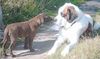 Bernhardiner Foto: wer bist du denn.. (ID 30000) Bernhardiner Hund