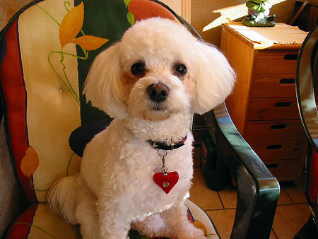 Bichon Frisé Hunde Foto 34523 in höherer Auflösung ansehen Bichon Frisé Unser Liebling Gini