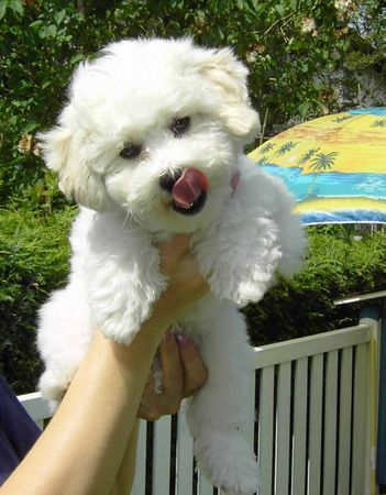 Bichon Frisé Bichon Frise vom Schloß Eidendorf - Austria