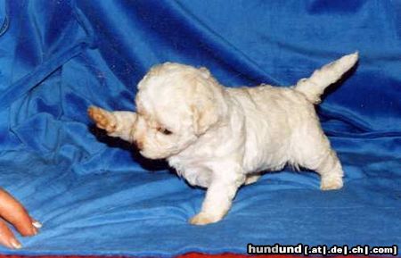 Bichon Frisé Hunde Foto 11878 Bichon Frisé Welpe vom Stiefeler-Schloss