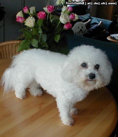 Bichon Frisé Hunde Foto 6076 Bichon Frisé Schneeflocke in weiss!!!