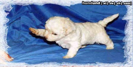 Bichon Frisé Hunde Foto 18489 Bichon Frisé Vom Stiefeler-Schloss