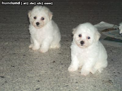 Bichon Frisé Hunde Foto 12166 Bichon Frisé Vom Stiefeler-Schloss