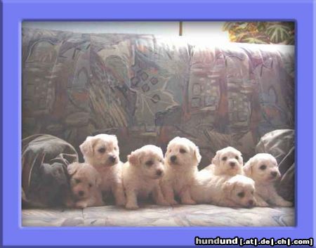 Bichon Frisé Hunde Foto 14190 Bichon Frisé Bichon Frise vom Adlerhorst