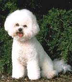 Bichon Frisé Hunde Foto 250 Bichon Frisé