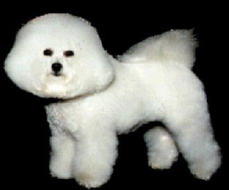 Bichon Frisé Hunde Foto 251 Bichon Frisé