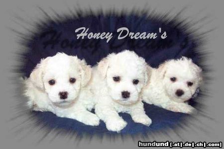Bichon Frisé Hunde Foto 12139 Bichon Frisé drei hochtypische Honey Dream's Welpen