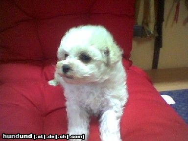 Bichon Frisé Hunde Foto 16440 Bichon Frisé Vom Stiefeler-Schloss