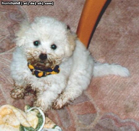Bichon Frisé Hunde Foto 4636 Bichon Frisé Arielle als Baby nach der Hilfe im Garten
