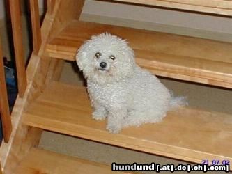 Bichon Frisé Hunde Foto 4604 Bichon Frisé Bichon Frise Arielle