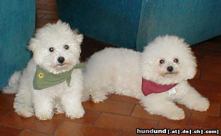 Bichon Frisé Hunde Foto 4637 Bichon Frisé Arielle und Benni kurz nach Benni´s Einzug hier im Haus