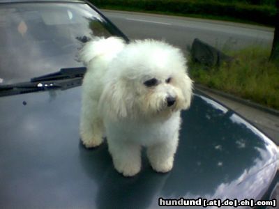 Bichon Frisé Hunde Foto 12604 Bichon Frisé Arthos unser Deckrüde