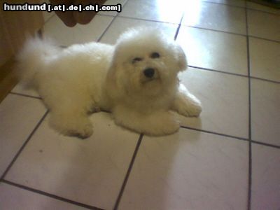 Bichon Frisé Hunde Foto 12605 Bichon Frisé Arthos unser Deckrüde