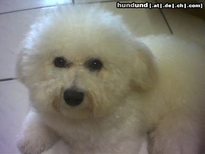 Bichon Frisé Hunde Foto 12603 Bichon Frisé Arthos unser Deckrüde