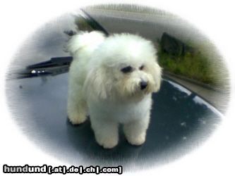 Bichon Frisé Hunde Foto 18492 in höherer Auflösung ansehen Bichon Frisé Vom Stiefeler-Schloss