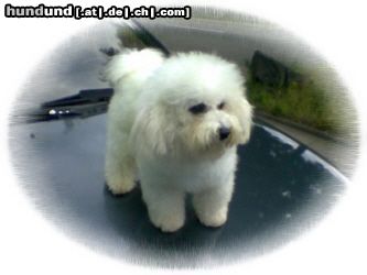 Bichon Frisé Hunde Foto 18488 in höherer Auflösung ansehen Bichon Frisé Vom Stiefeler-Schloss