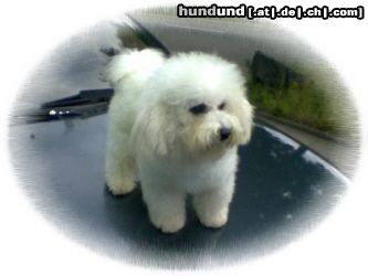 Bichon Frisé Hunde Foto 22425 in höherer Auflösung ansehen Bichon Frisé Vom Stiefeler-Schloss