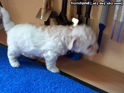Bichon Frisé Hunde Foto 12823 Bichon Frisé
