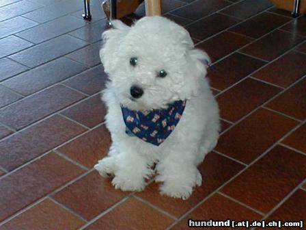 Bichon Frisé Hunde Foto 4638 Bichon Frisé Benni als Baby mit ca. 3 Monaten