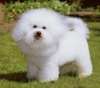Bichon Frisé Hunde Foto 101 Bichon Frisé