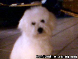 Bichon Frisé Hunde Foto 16138 Bichon Frisé Tabby Pocahontas Just for Fun