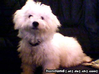 Bichon Frisé Hunde Foto 16137 Bichon Frisé Tabby Pocahontas Just for Fun