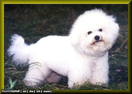 Bichon Frisé Hunde Foto 8121 Bichon Frisé Charly ist ein sehr erfolgreicher Show und Zucht Bichon frise in Deutschland. Er ist superlieb und beteiligt sich an der Aufzucht seiner Welpen maßgeblich