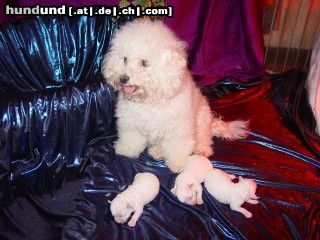 Bichon Frisé Hunde Foto 16442 in höherer Auflösung ansehen Bichon Frisé Vom Stiefeler-Schloss
