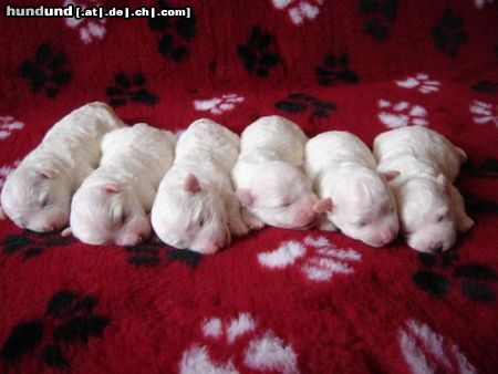 Bichon Frisé Hunde Foto 20935 Bichon Frisé vom Adlerhorst