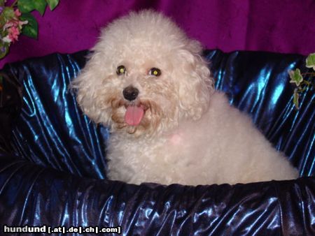 Bichon Frisé Hunde Foto 16443 in höherer Auflösung ansehen Bichon Frisé Vom Stiefeler-Schloss