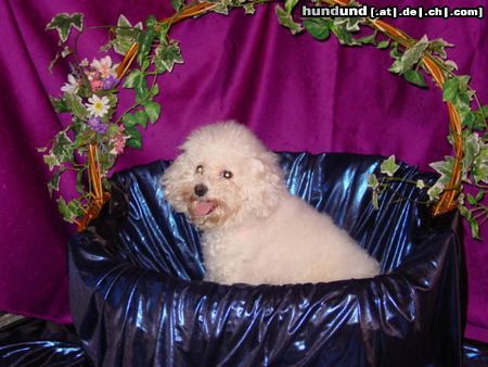 Bichon Frisé Hunde Foto 16444 in höherer Auflösung ansehen Bichon Frisé Vom Stiefeler-Schloss